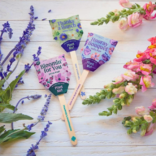 Modern Sprout® Flower Seed Pop