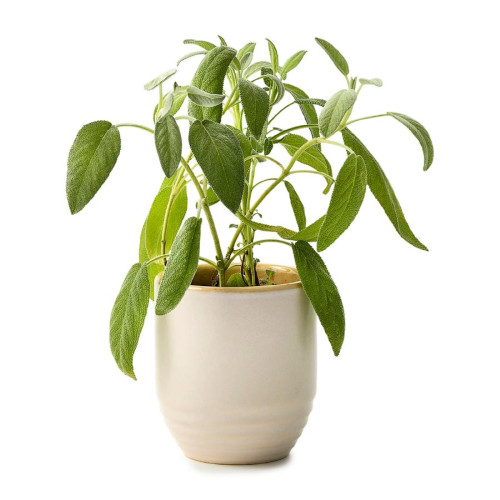 Modern Sprout® Garden Vibes Candle & Planter