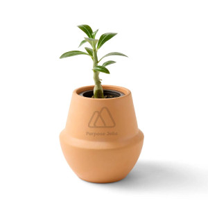 Modern Sprout® Modern Terracotta Bonsai Grow Kit