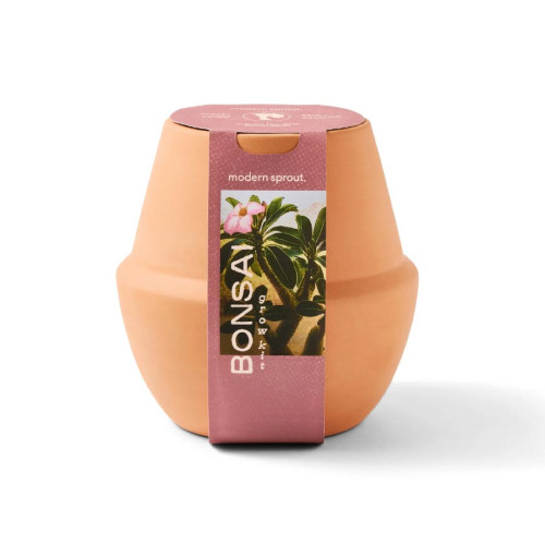 Modern Sprout® Modern Terracotta Bonsai Grow Kit