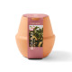 Modern Sprout® Modern Terracotta Bonsai Grow Kit