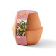 Modern Sprout® Modern Terracotta Bonsai Grow Kit