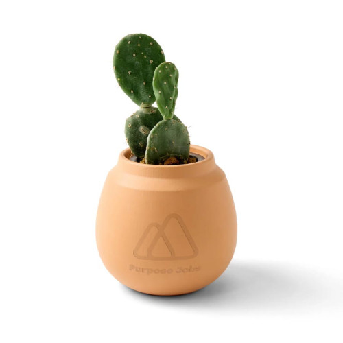 Modern Sprout® Modern Terracotta Cactus Grow Kit