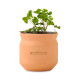 Modern Sprout® Tiny Terracotta Clover Plant