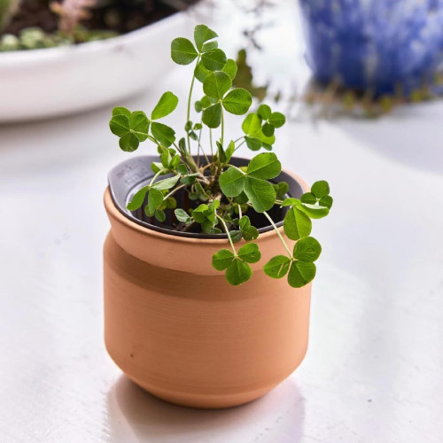 Modern Sprout® Tiny Terracotta Clover Plant