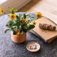 Modern Sprout® Tiny Terracotta Wildflower Plant